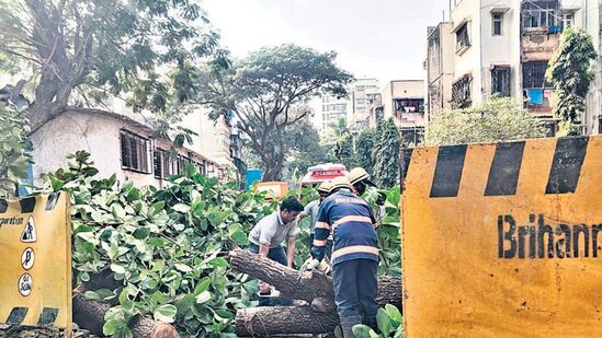 नाल्याच्या कामासाठी रस्ता खोदकाम करताना झाड तोडणे कंत्राट कामगाराला महागात पडले.