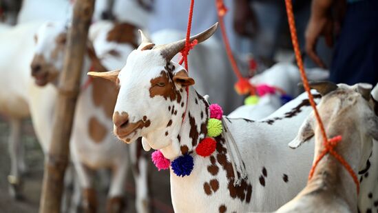 Bakrid 2024 : बकरीदला कुर्बानीसाठी बकऱ्याचे वय किती असावे? जाणून घ्या फर्ज-ए-कुर्बानीचे नियम