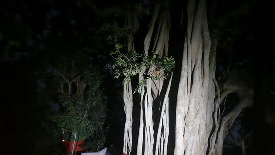 तर ज्येष्ठ महिन्याच्या पौर्णिमेला काही झाडांची पूजा केल्याने जीवनात सुख-समृद्धीची शक्यता निर्माण होते. त्याबद्दल जाणून घेऊया. <p>तर ज्येष्ठ महिन्याच्या पौर्णिमेला काही झाडांची पूजा केल्याने जीवनात सुख-समृद्धीची शक्यता निर्माण होते. त्याबद्दल जाणून घेऊया. </p>
