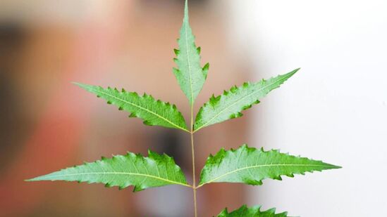 कडुनिंबाचा रस - कडुनिंबाच्या पानांमध्ये औषधी गुणधर्म असतात, जे शरीरात विषाणूची वाढ आणि प्रसार रोखण्यात महत्त्वपूर्ण योगदान देतात. यामुळे रक्तातील प्लेटलेट्सची संख्या वाढण्यास मदत होते. थोड्या पाण्यात उकळून नंतर ते गाळून प्या. कडुनिंबाचा रस - कडुनिंबाच्या पानांमध्ये औषधी गुणधर्म असतात, जे शरीरात विषाणूची वाढ आणि प्रसार रोखण्यात महत्त्वपूर्ण योगदान देतात. यामुळे रक्तातील प्लेटलेट्सची संख्या वाढण्यास मदत होते. थोड्या पाण्यात उकळून नंतर ते गाळून प्या. 