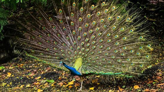 मुंबईत मागील दोन दिवसांपासून पावसाने दमदार हजेरी लावली होती. पावसाचा जोर शनिवार पासून कमी झाला आहे. दादर, परळ व मुंबई सेंट्रल भागात सकाळी जोरदार पावसाने हजेरी लावली होती. मुंबईत मागील दोन दिवसांपासून पावसाने दमदार हजेरी लावली होती. पावसाचा जोर शनिवार पासून कमी झाला आहे. दादर, परळ व मुंबई सेंट्रल भागात सकाळी जोरदार पावसाने हजेरी लावली होती. 
