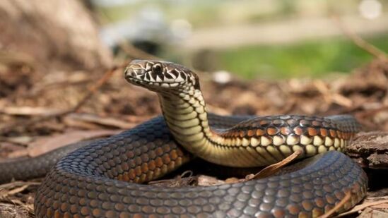 Man bite snake in Bihar