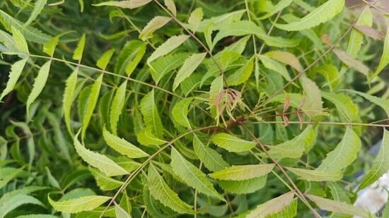कडूलिंबाच्या झाडाचे धार्मिक महत्व