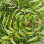 कडूलिंबाच्या झाडाचे धार्मिक महत्व