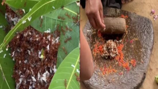 लाल मुंग्यांची चटणी खाल्ली आहे का? २.५ कोटींहून अधिक लोकांनी पाहिली रेसिपी