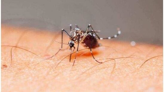 Zika Virus In Mumbai 