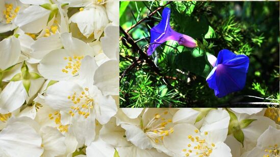 lord shiva favourite flowers