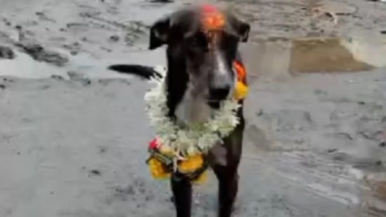 पंढरपुरात हरवलेले कुत्रे सुखरुप घरी परतले.
