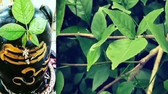 Bael Patra Benefits