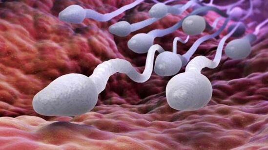 Best Foods To Quality Sperm And Sperm Health: प्रजनन क्षमतेस कारणीभूत शुक्राणूपेशी दर्जेदार आणि निरोगी नसल्यास मुले होणे कठीण आहे. या शुक्राणूंच्या कमी गुणवत्तेची चिंता करणाऱ्या पुरुषांसाठी ही आनंदाची बातमी आहे. शुक्राणूंची गुणवत्ता आणि आरोग्य नैसर्गिकरित्या सुधारणारे सर्वोत्तम पदार्थ कोणते आहेत ते जाणून घेऊया.&nbsp;