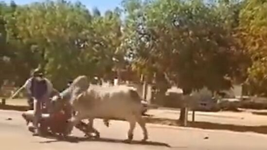 मोकाट बैलाने दुचाकीला भीषण धडक