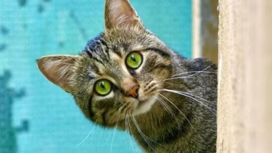 International Cat Day 2024