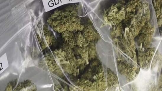 ganja chocolate seized