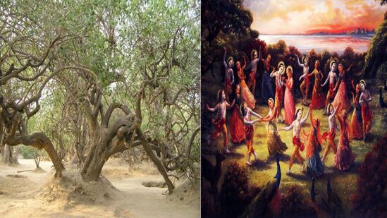 श्रीकृष्णाची रासलीला निधीवन जंगलाचे रहस्य