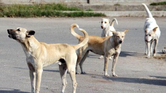भटक्या कुत्र्यांनी मृतदेहाचे लटके तोडले (HT FILE)