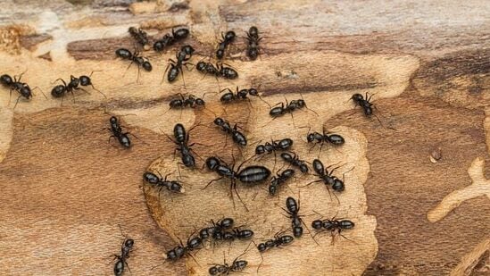 सोमवती अमावस्येला साखर, पीठ किंवा&nbsp;पिठाचे गोळे तयार करून ते मासे आणि मुंग्यांना खायला द्यावेत.&nbsp;