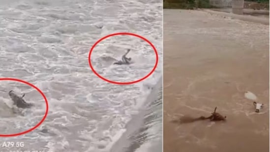 महापूर आलेल्या नदीत ५० गायींना ढकलले