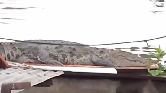 बडोद्यात घराच्या छतावर दिसली मगर