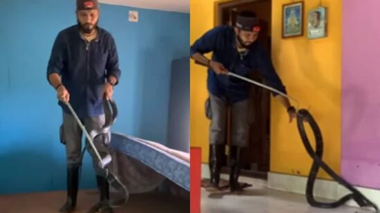 In a viral video, the team can be seen carefully rescuing the cobra and later releasing it into the wild.