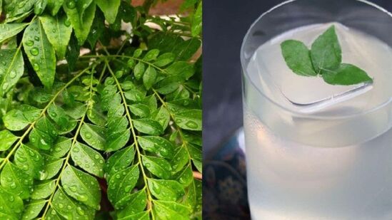 कढीपत्ता जेवणाला चव देतो. यामध्ये असलेल्या पोषक तत्वांचे आरोग्यासाठी अनेक आश्चर्यकारक फायदे आहेत.&nbsp;