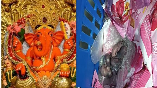 तिरुपतीनंतर आता मुंबईतील  सिद्धिविनायक  मंदिरातील लाडूच्या शुद्धतेवर उठू लागले सवाल, काय आहे वाद?