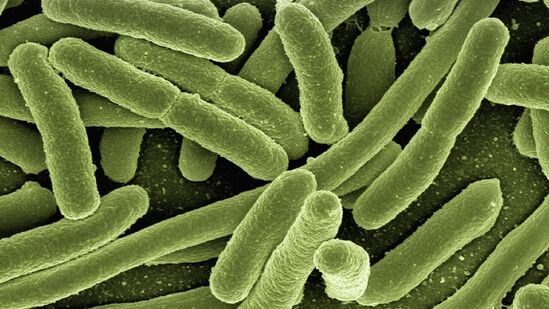 Deadly fungal infection