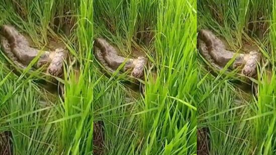 तब्बल १२ फूट लांबीच्या अजगरानं काही वेळातच कोल्ह्याला जिवंत गिळलं; व्हिडीओ व्हायरल