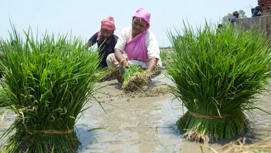 अन्नपूर्णेची पूजा : अन्नपूर्णेची पूजा केल्याने आर्थिक सुबत्ता येते, अशी धार्मिक मान्यता आहे. दिवाळीच्या दिवशी घरात भात, गहू, तांदूळ इत्यादींचा ढीग बनवून त्यावर हळद व कुंकू लावून देवी लक्ष्मीची पूजा करावी. घरात अन्न आणि पैशाची कधीच कमतरता भासत नाही. अन्नपूर्णेची पूजा : अन्नपूर्णेची पूजा केल्याने आर्थिक सुबत्ता येते, अशी धार्मिक मान्यता आहे. दिवाळीच्या दिवशी घरात भात, गहू, तांदूळ इत्यादींचा ढीग बनवून त्यावर हळद व कुंकू लावून देवी लक्ष्मीची पूजा करावी. घरात अन्न आणि पैशाची कधीच कमतरता भासत नाही.