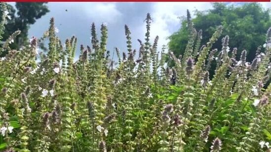 टीप : ही माहिती केवळ श्रद्धा आणि विविध माध्यमांवर आधारित आहे. अनुकरण करण्याआधी संबंधित क्षेत्रातील तज्ज्ञांचा सल्ला घ्यावा.