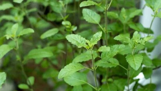 तुळशीला जल अर्पण करण्याचा मंत्र :तुळशीला पाणी देताना ओम सुभद्राय नमः या मंत्राचा जप करावा. तुम्ही या मंत्राचा जास्तीत जास्त ११ किंवा २१ वेळा जप करू शकता. असे केल्याने देवी लक्ष्मी प्रसन्न होते आणि आर्थिक संकटातून मुक्ती मिळते असे मानले जाते. तुळशीला जल अर्पण करण्याचा मंत्र :तुळशीला पाणी देताना ओम सुभद्राय नमः या मंत्राचा जप करावा. तुम्ही या मंत्राचा जास्तीत जास्त ११ किंवा २१ वेळा जप करू शकता. असे केल्याने देवी लक्ष्मी प्रसन्न होते आणि आर्थिक संकटातून मुक्ती मिळते असे मानले जाते.