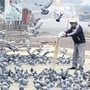 कबुतरांना खाद्य टाकताय तर ही बातमी वाचा! पुणे महानगर पालिका वसूल करणार ‘एवढा’ दंड; रोगराई वाढत असल्याने निर्णय