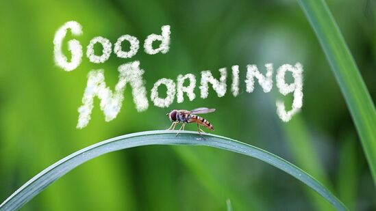 Good Morning Wishes