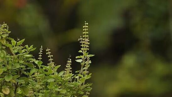 घरात तुळशीची किती रोपे असावीत?घरामध्ये एकापेक्षा जास्त तुळशीची रोपे लावायची असतील तर या रोपांची संख्या लक्षात घेणे आवश्यक आहे. ज्योतिषशास्त्रानुसार घरात एकापेक्षा जास्त तुळशीची रोपे लावायची असतील तर त्यांची संख्या ३,५,७ मध्ये लावावी. ही विषम संख्या आहे. ही संख्या शुभ मानली जाते. घरात तुळशीची किती रोपे असावीत?घरामध्ये एकापेक्षा जास्त तुळशीची रोपे लावायची असतील तर या रोपांची संख्या लक्षात घेणे आवश्यक आहे. ज्योतिषशास्त्रानुसार घरात एकापेक्षा जास्त तुळशीची रोपे लावायची असतील तर त्यांची संख्या ३,५,७ मध्ये लावावी. ही विषम संख्या आहे. ही संख्या शुभ मानली जाते.
