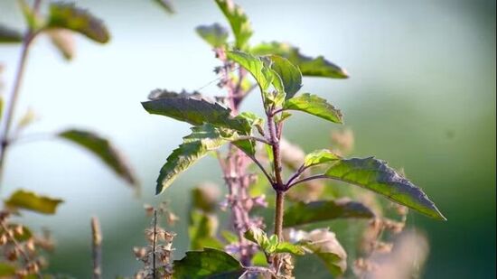 वास्तूनुसार तुळशीचे रोप कोठे लावावे?घराच्या गच्चीवर किंवा अंगणात तुळशीचे रोप लावावे. वास्तुशास्त्रानुसार तुळशीचे रोप घराच्या पूर्व किंवा उत्तर-पूर्व दिशेला लावावे. असे केल्याने आर्थिक लाभ होतो असे मानले जाते. वास्तूनुसार तुळशीचे रोप कोठे लावावे?घराच्या गच्चीवर किंवा अंगणात तुळशीचे रोप लावावे. वास्तुशास्त्रानुसार तुळशीचे रोप घराच्या पूर्व किंवा उत्तर-पूर्व दिशेला लावावे. असे केल्याने आर्थिक लाभ होतो असे मानले जाते. 