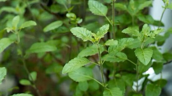 तुळशीचे रोप कुंडीत का लावावे?तुळशीचे रोप कधीही थेट जमिनीवर लावू नये, ते नेहमी कुंडीत लावावे. असे केल्याने जीवनात समृद्धी आणि आशीर्वाद प्राप्त होतात असे मानले जाते. तुळशीचे रोप कुंडीत का लावावे?तुळशीचे रोप कधीही थेट जमिनीवर लावू नये, ते नेहमी कुंडीत लावावे. असे केल्याने जीवनात समृद्धी आणि आशीर्वाद प्राप्त होतात असे मानले जाते.