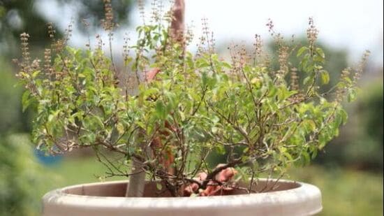 कोणत्या दिवशी तुळशीला हात लावू नये?रविवारी आणि एकादशीला तुळशीच्या रोपाला हात लावू नये. हिंदू धर्माच्या मान्यतेनुसार रविवारी आई लक्ष्मी भगवान विष्णूचे व्रत करते. त्यामुळे या दिवशी तुळशीला स्पर्श करणे व त्याला जल अर्पण करणे वर्ज्य आहे. कोणत्या दिवशी तुळशीला हात लावू नये?रविवारी आणि एकादशीला तुळशीच्या रोपाला हात लावू नये. हिंदू धर्माच्या मान्यतेनुसार रविवारी आई लक्ष्मी भगवान विष्णूचे व्रत करते. त्यामुळे या दिवशी तुळशीला स्पर्श करणे व त्याला जल अर्पण करणे वर्ज्य आहे.