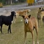 हात-पाय बांधून कुत्र्यांना पुलावरून खाली फेकले (संग्रहित छायाचित्र)