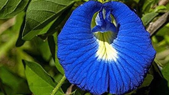 आर्थिक लाभाचे उपाय : पौष पौर्णिमेला सूर्यास्तानंतर देवी लक्ष्मीची पूजा करा. &nbsp;त्याला अपराजिता फुले अर्पण करा. निळ्या फुलांची माळ बनवा आणि देवी लक्ष्मीला अर्पण करा. पूजेनंतर फुले लाल कापडात बांधून छातीत किंवा पैशाच्या&nbsp;ठिकाणी ठेवावीत. देवी लक्ष्मीच्या कृपेने तुमच्या आर्थिक समस्या दूर होऊ शकतात आणि तुमची संपत्ती वाढू शकते.