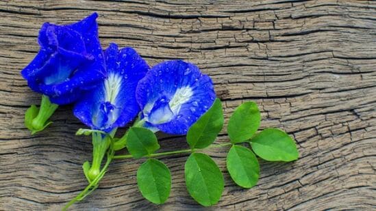 अपराजिता फुल विष्णुकांत, विष्णुप्रिया इत्यादी नावांनी ओळखले जाते. पौष पौर्णिमेला पूजा करताना हे निळे फूल भगवान विष्णूला अर्पण करावे. लक्ष्मी नारायणाच्या आशीर्वादाने तुमची संपत्ती, सुख-समृद्धी वाढेल. पैशाचे संकट दूर होईल.