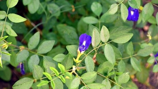 शनीमुळे होणाऱ्या त्रासांपासून मुक्तहोण्यासाठीही अपराजिता फूल प्रभावी मानले जाते. काळा आणि निळा हा शनिदेवाचा आवडता रंग आहे. शनिदेवाला निळ्या रंगाची अपराजिता फुले अर्पण केल्याने त्यांचा आशीर्वाद प्राप्त होतो. हे खास फूल अर्पण केल्याने शनीशी संबंधित समस्या आणि त्रासांपासून मुक्ती मिळू शकते&nbsp;.