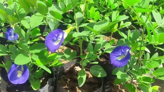 शनिवारी&nbsp;श्री हनुमानाला अपराजिता फुले अर्पण करणे देखील लाभदायक ठरते. &nbsp;या उपायाने दु:ख दूर होईल, सुख-समृद्धी वाढेल.