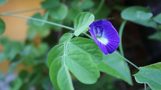 पौष पौर्णिमा सोमवार, या दिवशी भगवान शंकराची पूजा केली जाते. पौष पौर्णिमेला भगवान शंकराला निळ्या रंगाची अपराजिता फुले अर्पण करावीत. महादेवाच्या आशीर्वादाने सर्व दु:खे दूर होतील. पैशांची कमतरता&nbsp;भासणार नाही.