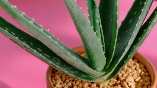 केस निर्जीव झाले असतील, डोक्यावर कोरडेपणा असे,ल तर कोरफडची निवड करू शकता. यात जास्त प्रमाणात पाणी असल्याने कोरफडीला नैसर्गिक मॉइश्चरायझर असेही म्हणतात. केस निर्जीव झाले असतील, डोक्यावर कोरडेपणा असे,ल तर कोरफडची निवड करू शकता. यात जास्त प्रमाणात पाणी असल्याने कोरफडीला नैसर्गिक मॉइश्चरायझर असेही म्हणतात.