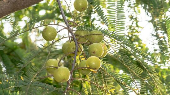 आवळा आयुर्वेदात औषध म्हणून वापरला जातो. यामध्ये जीवनसत्त्व सी असते. हे केसांसाठी आवश्यक पोषक तत्व मानले जाते. आवळा आयुर्वेदात औषध म्हणून वापरला जातो. यामध्ये जीवनसत्त्व सी असते. हे केसांसाठी आवश्यक पोषक तत्व मानले जाते.