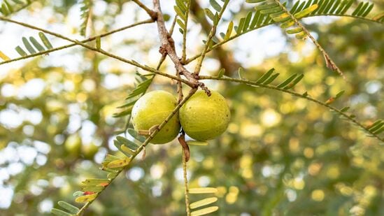आवळ्यातील पोषक तत्वे केसांच्या मुळांना ताकद देतात. आवळ्याचा नियमित वापर केल्याने केस दाट होतात. आवळ्यातील पोषक तत्वे केसांच्या मुळांना ताकद देतात. आवळ्याचा नियमित वापर केल्याने केस दाट होतात.