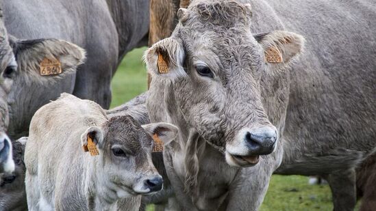 सर्वप्रथम गाय आणि वासराचा प्रवेश, फोटोही ठेवू शकता हातात - शक्य असल्यास, गाय आणि वासराचा घरात प्रथम प्रवेश होणे शुभ मानले गेले आहे. किंवा तुम्ही त्यांचा फोटो देखील प्रवेशासाठी घेऊ शकता. तुमची इच्छा असेल तर तुम्ही चांदी किंवा पितळेपासून बनवलेले गाय आणि वासरू देखील खरेदी करू शकता. सर्वप्रथम गाय आणि वासराचा प्रवेश, फोटोही ठेवू शकता हातात - शक्य असल्यास, गाय आणि वासराचा घरात प्रथम प्रवेश होणे शुभ मानले गेले आहे. किंवा तुम्ही त्यांचा फोटो देखील प्रवेशासाठी घेऊ शकता. तुमची इच्छा असेल तर तुम्ही चांदी किंवा पितळेपासून बनवलेले गाय आणि वासरू देखील खरेदी करू शकता.