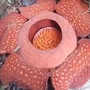 Rafflesia information in marathi Rafflesia information in marathi