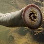 Pacific Lamprey photos Pacific Lamprey photos
