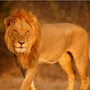whose meat does a lion not eat whose meat does a lion not eat