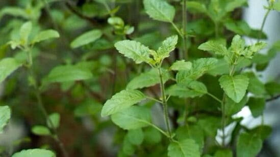 तुळशीचे रोप छतावर ठेवू नये -&nbsp;वास्तुनुसार तुळशीचे रोप छतावर ठेवू नये. असे केल्याने घरातील सकारात्मक ऊर्जा निघून जाते आणि वास्तुदोष निर्माण होतो असे मानले जाते. घरातील रोप अंगणात किंवा बाल्कनीत ठेवावे.